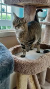 adoptable Cat in Brick, NJ named Tigress