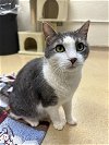 adoptable Cat in brick, NJ named Splotch