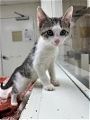 adoptable Cat in brick, NJ named Rosa