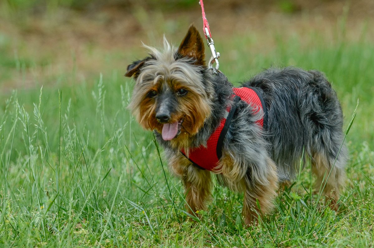 adoptable Dog in Brick, NJ named Gunther-pending