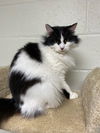 adoptable Cat in Brick, NJ named Buttons