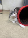 adoptable Cat in Brick, NJ named Jezebel