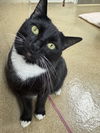 adoptable Cat in brick, NJ named Jesse