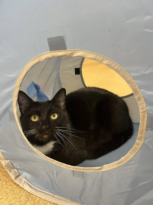 JESSE - Domestic Short Hair available for adoption