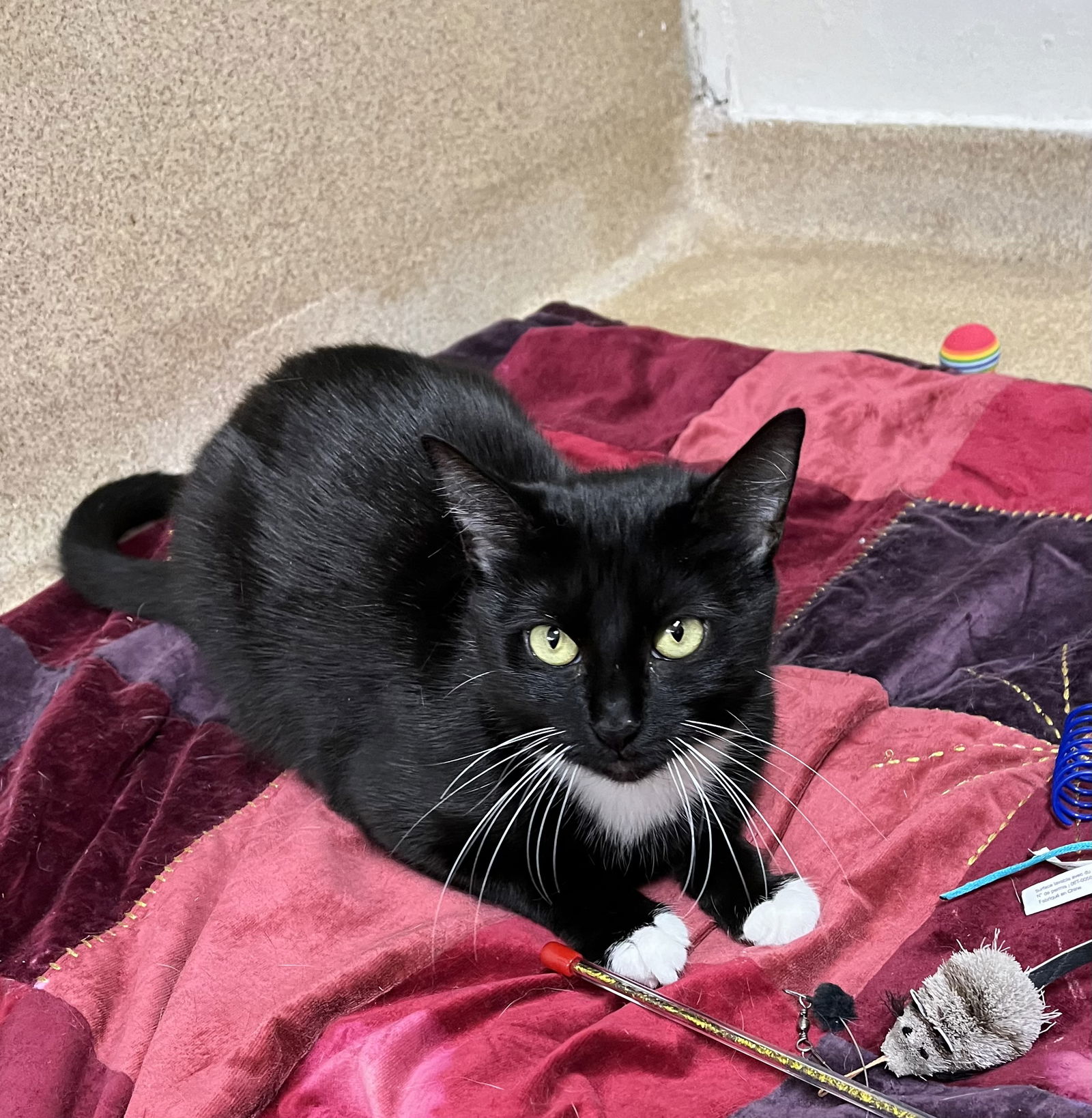 adoptable Cat in Brick, NJ named Jesse