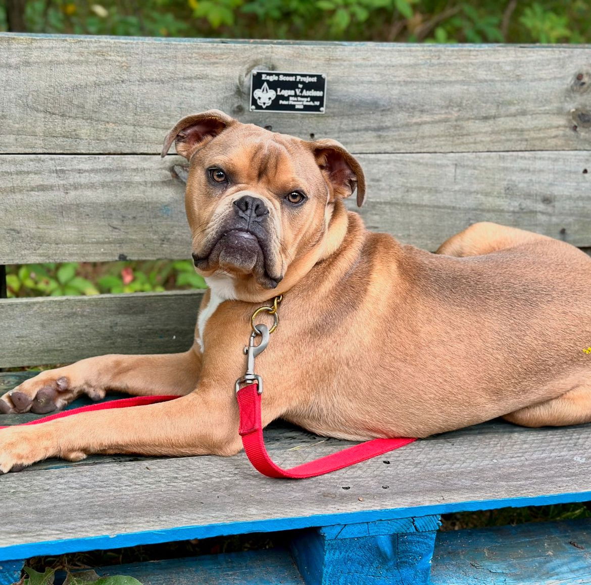 adoptable Dog in Brick, NJ named Balboa