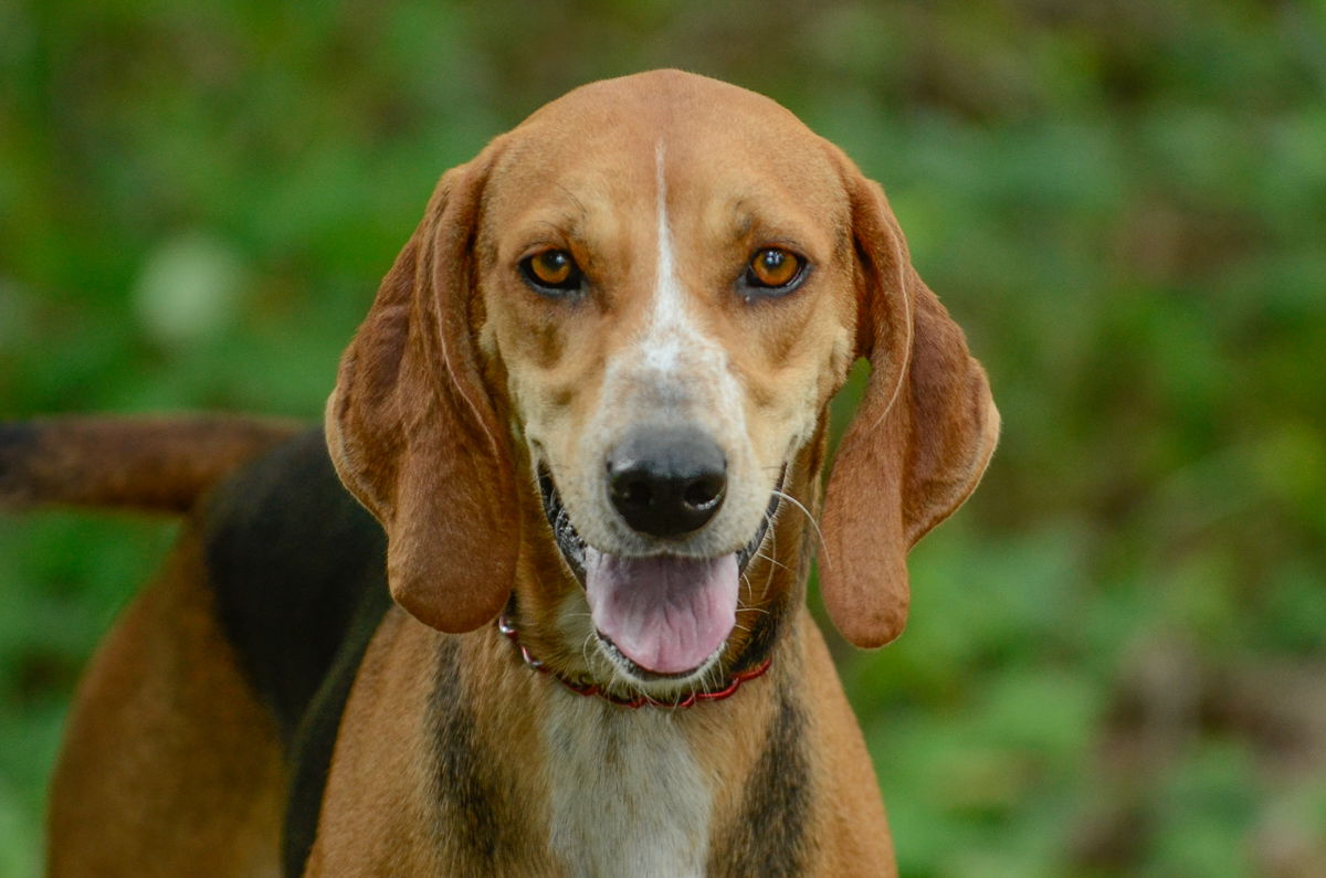 adoptable Dog in Brick, NJ named Missy