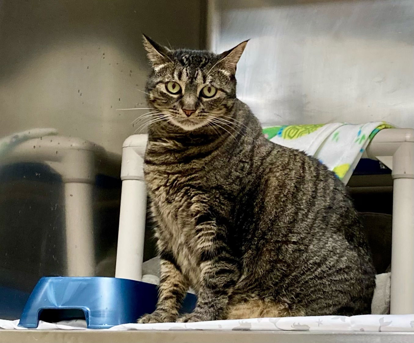 adoptable Cat in Brick, NJ named Tessie