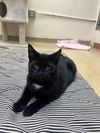 adoptable Cat in Brick, NJ named Bert-pending