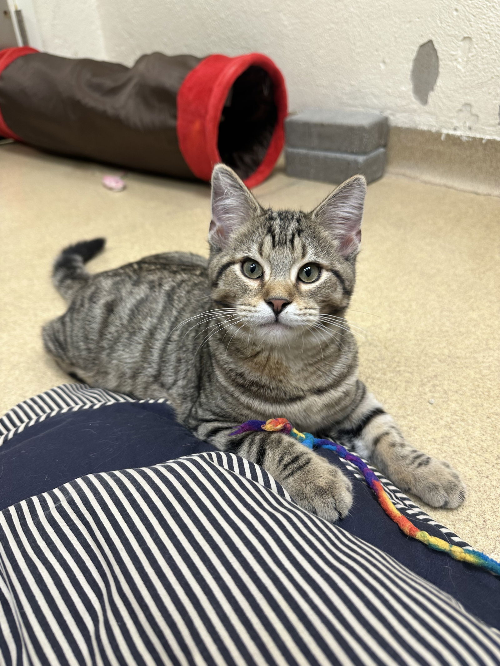 adoptable Cat in Brick, NJ named Ernie-pending