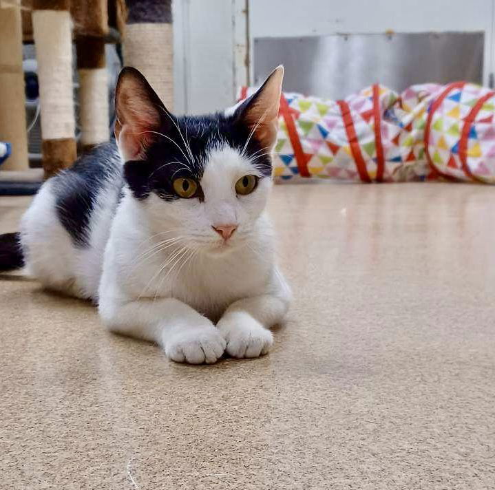 adoptable Cat in Brick, NJ named Anna