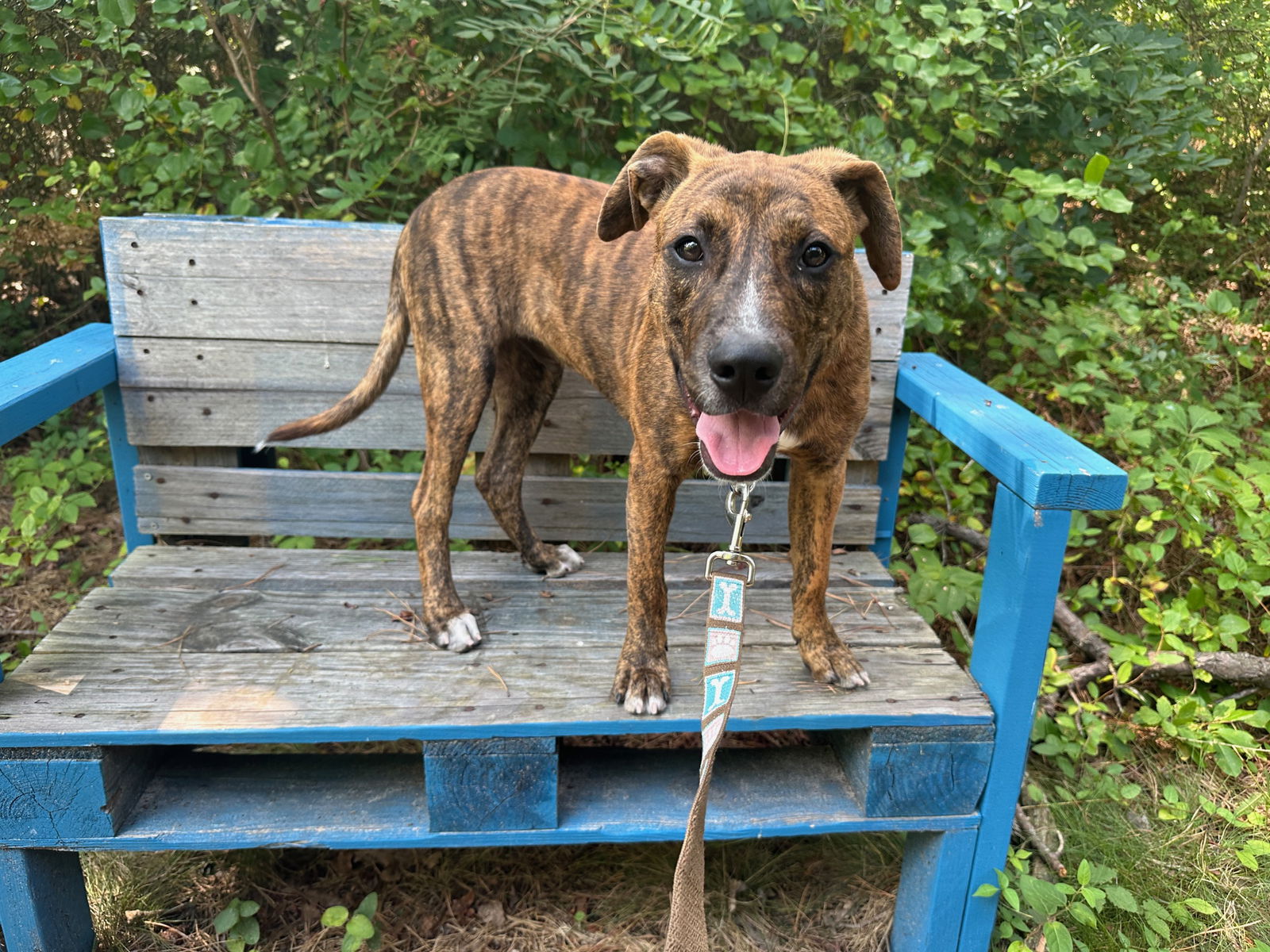 adoptable Dog in Brick, NJ named Randy