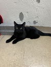 adoptable Cat in Brick, NJ named Frankie