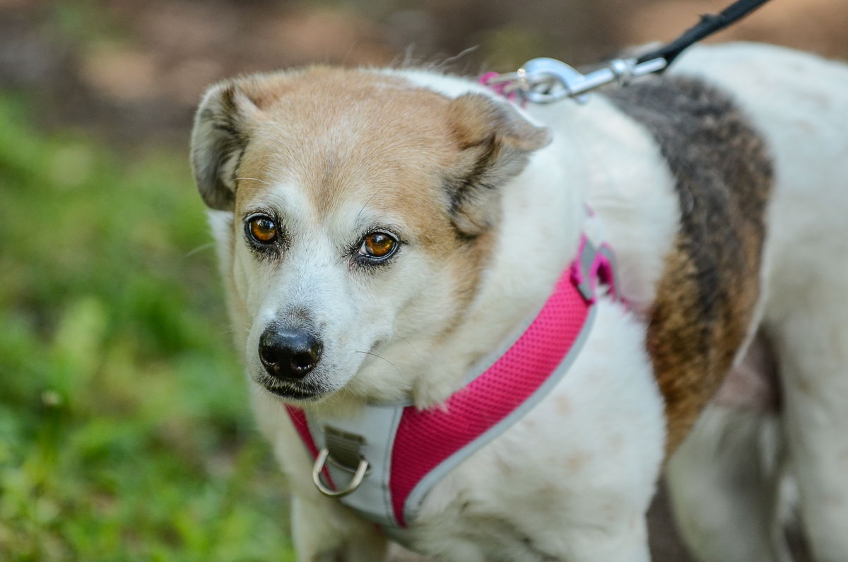 adoptable Dog in Brick, NJ named Montana