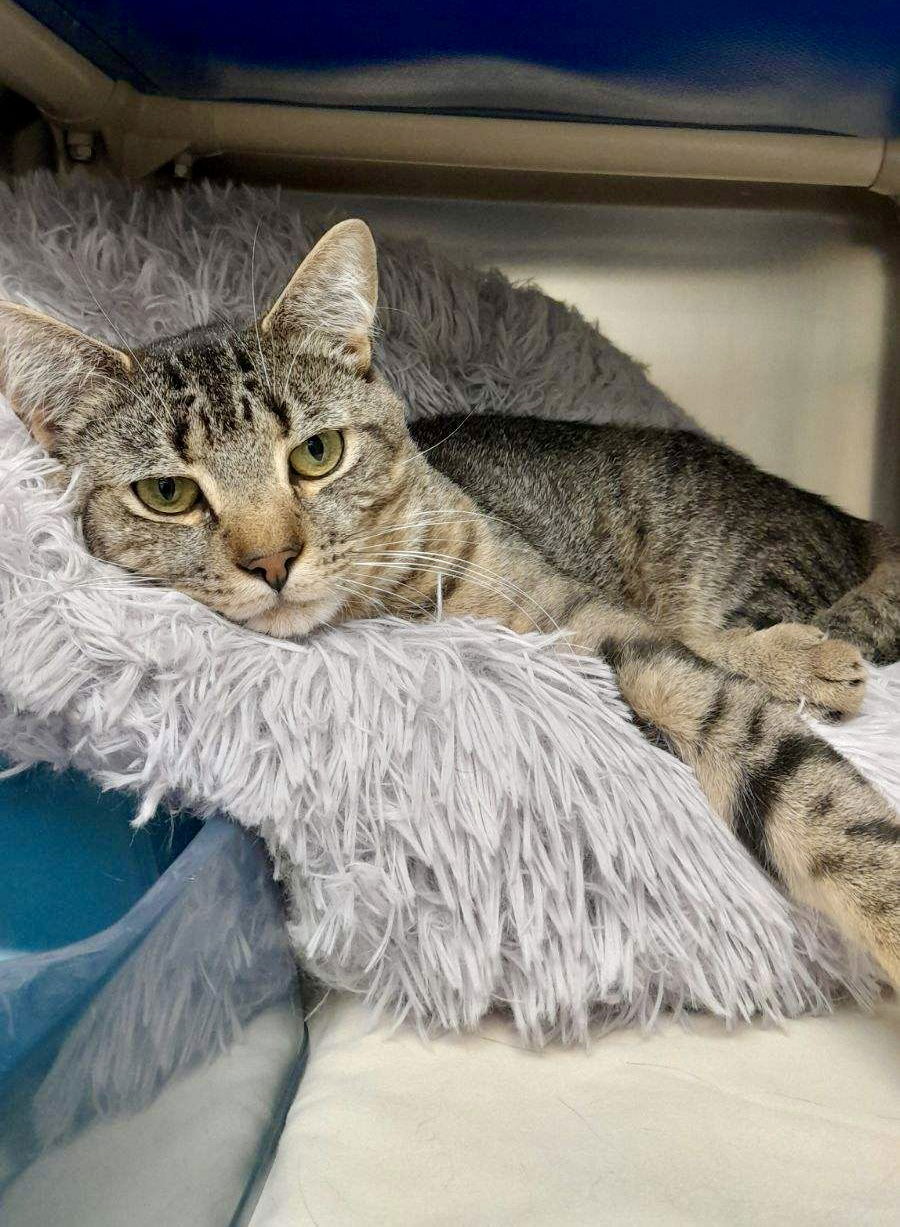 adoptable Cat in Brick, NJ named Thomas