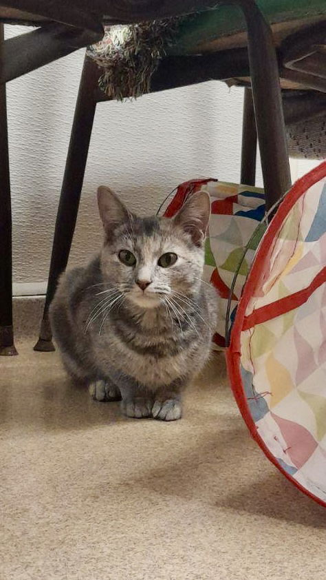 adoptable Cat in Brick, NJ named Donut