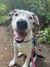 adoptable Dog in , NJ named CJ-pending