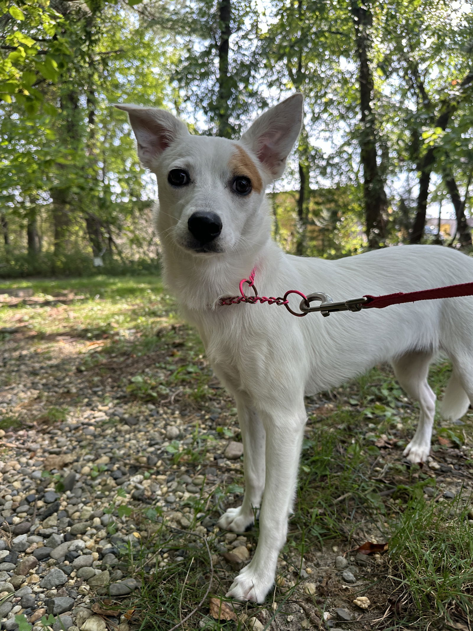 adoptable Dog in Brick, NJ named Dixie