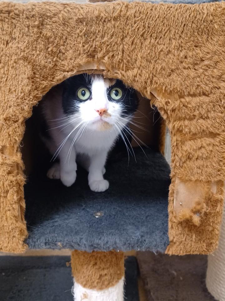 adoptable Cat in Brick, NJ named Skittles