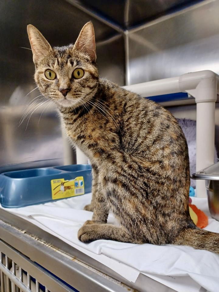 adoptable Cat in Brick, NJ named Celia