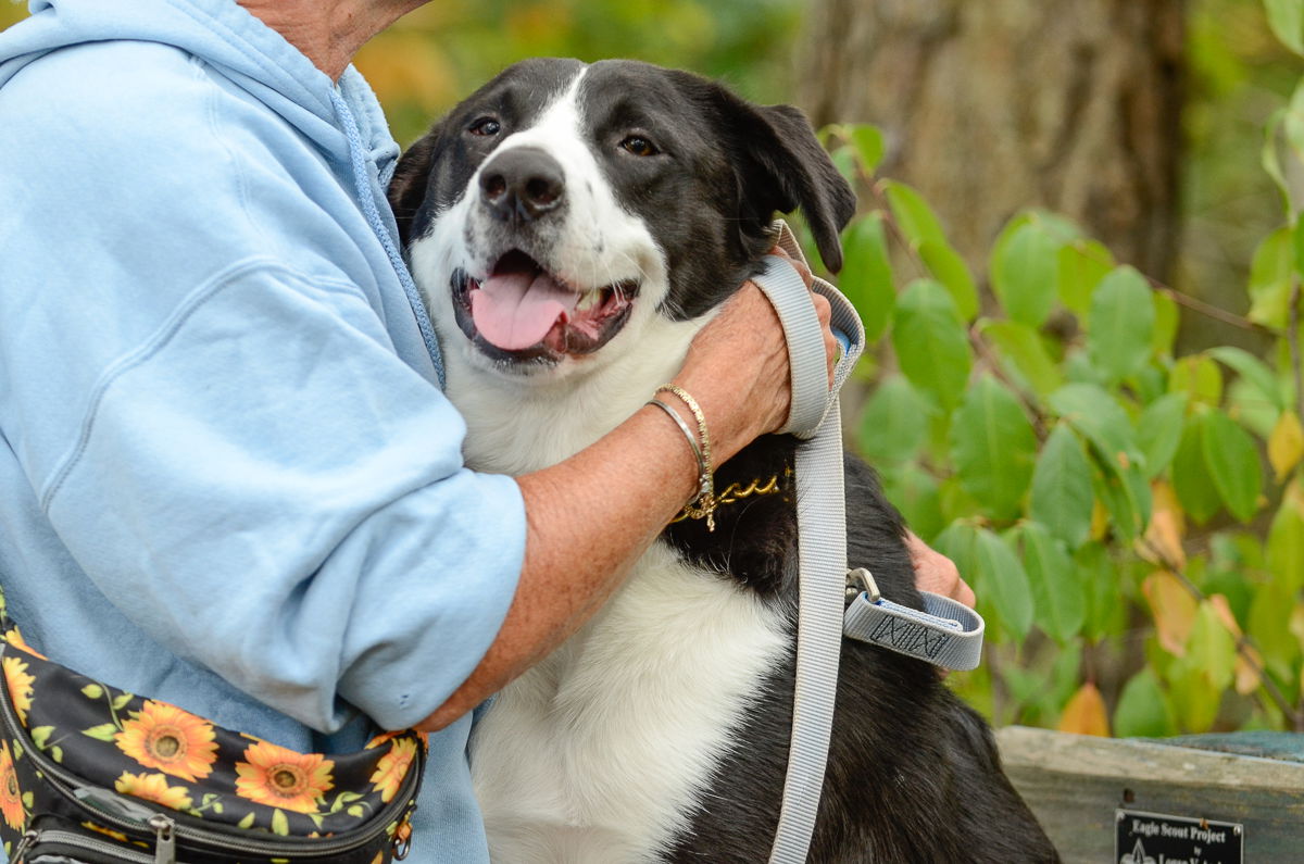 adoptable Dog in Brick, NJ named Oreo