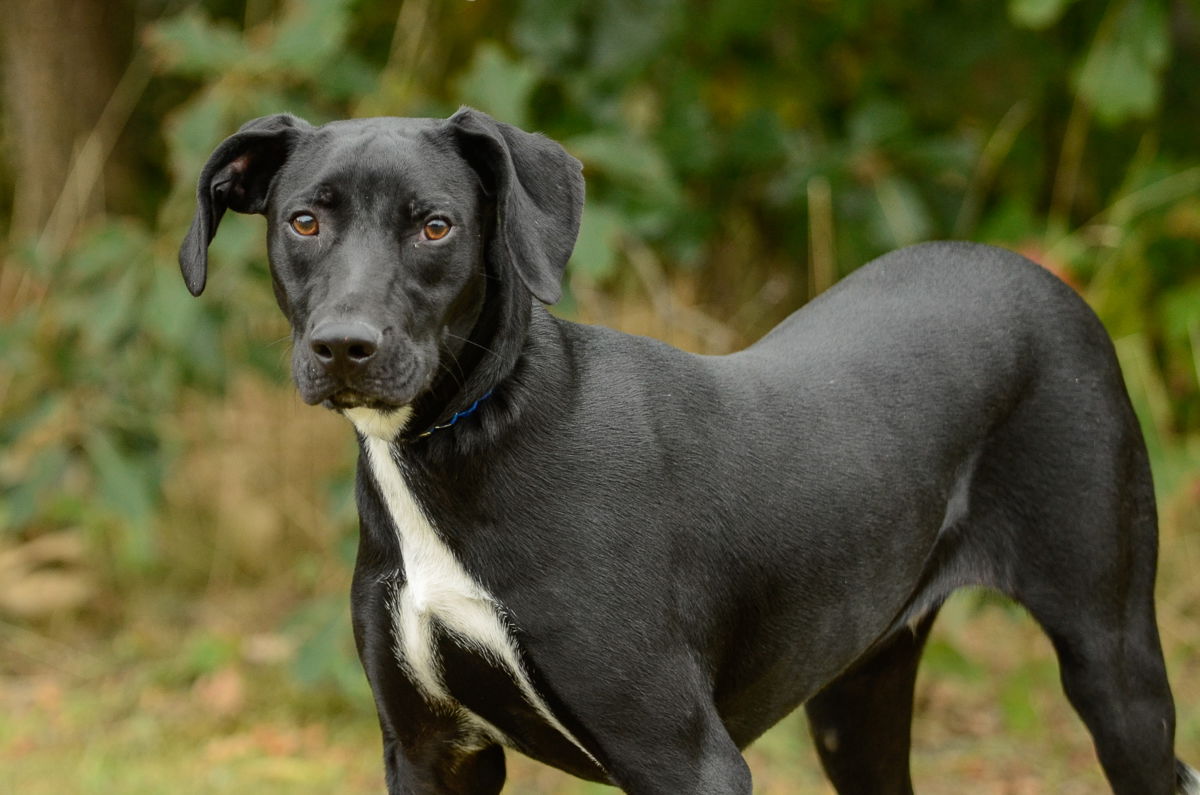 adoptable Dog in Brick, NJ named Goose