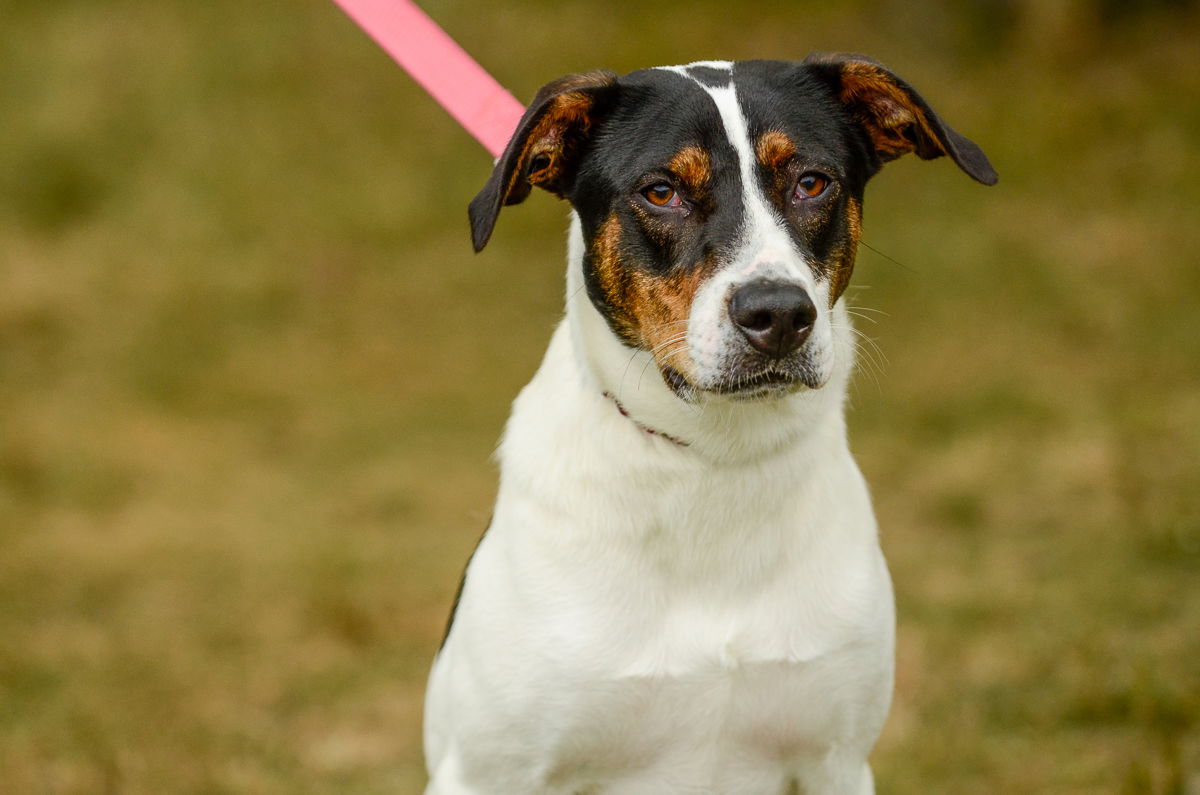 adoptable Dog in Brick, NJ named Rocco