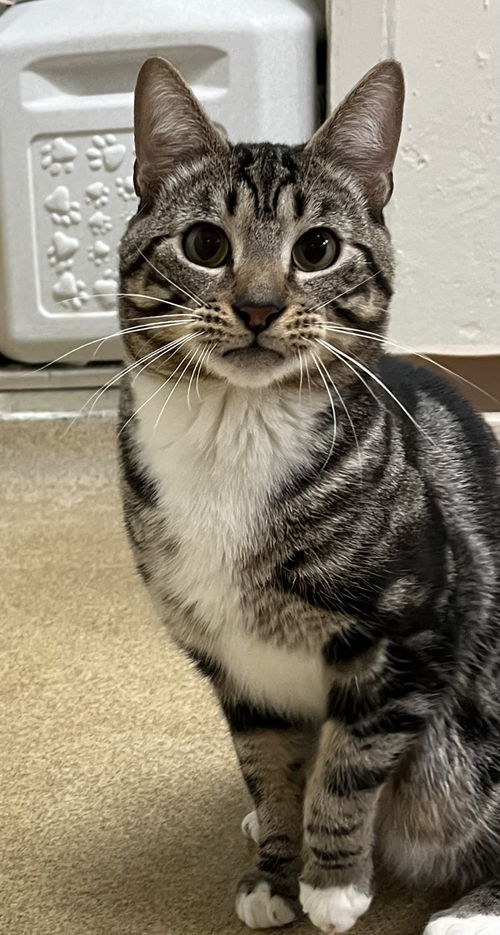 picture of the cat needing adoption