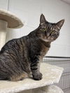 adoptable Cat in brick, NJ named Franny