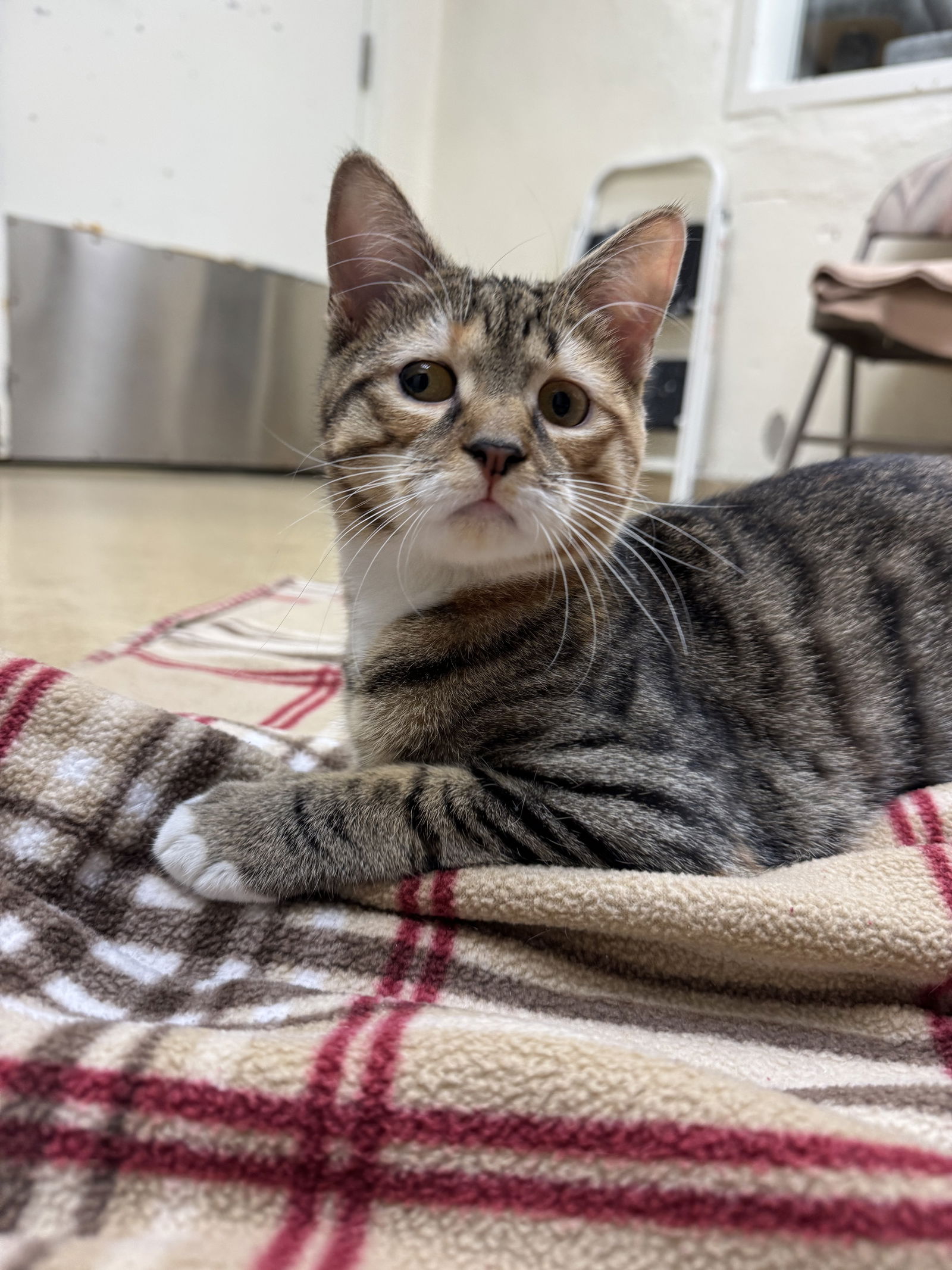 adoptable Cat in Brick, NJ named Flora