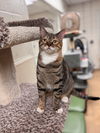 adoptable Cat in Brick, NJ named Flora