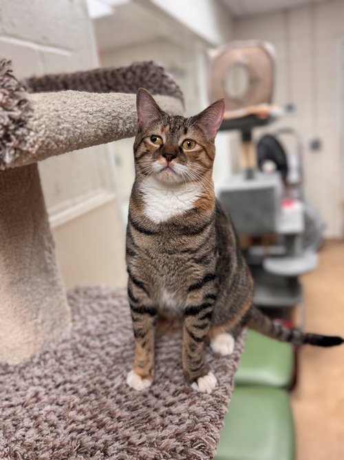 FLORA - Domestic Short Hair available for adoption