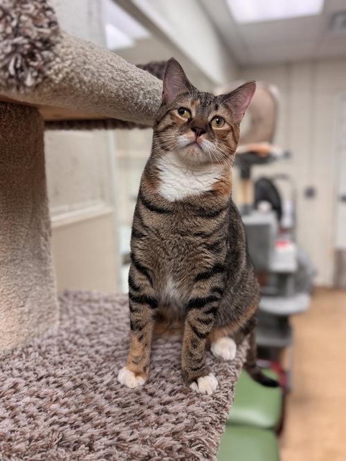FLORA - Domestic Short Hair available for adoption