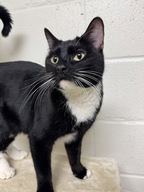 COOKIES - Domestic Short Hair available for adoption