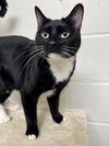 adoptable Cat in brick, NJ named Cookies