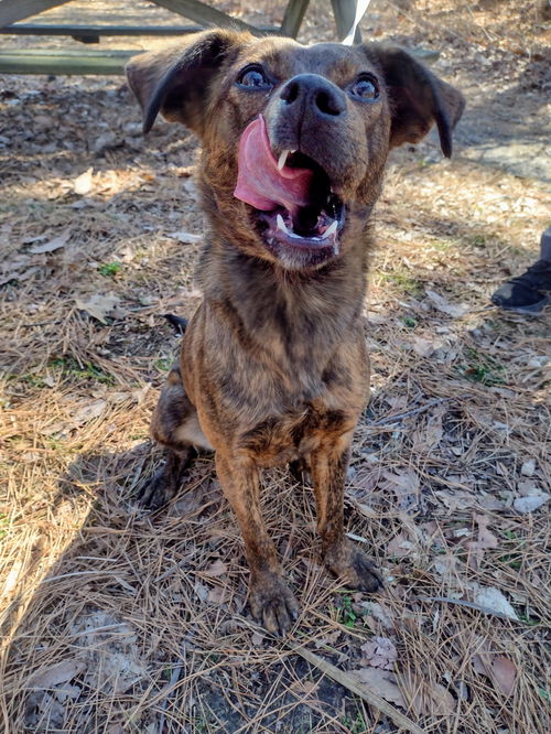 picture of the dog needing adoption