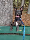 Pete - Photo 1