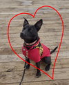 Pete - Photo 4
