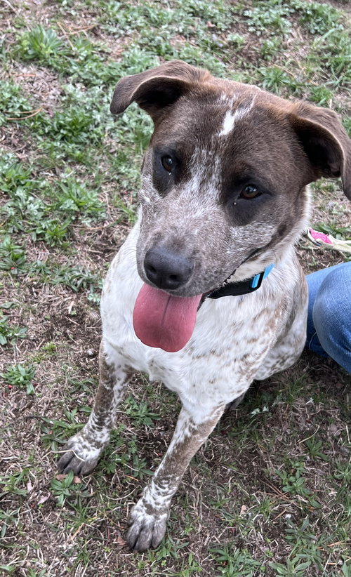 PIP - Pointer available for adoption