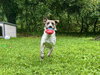 Pip - Photo 1