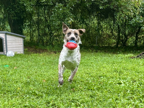 picture of the dog needing adoption