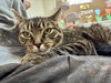 Tiger Lily - Photo 3