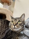 Tiger Lily - Photo 4
