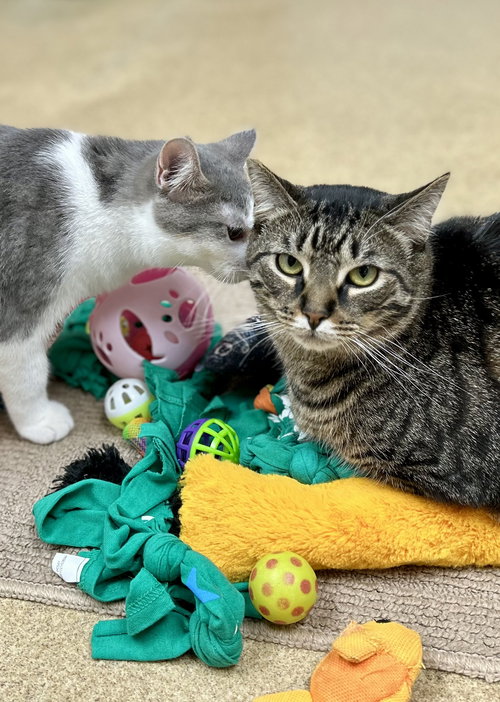 picture of the cat needing adoption