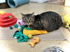 Tiger Lily - Photo 2