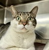 adoptable Cat in Brick, NJ named Maro