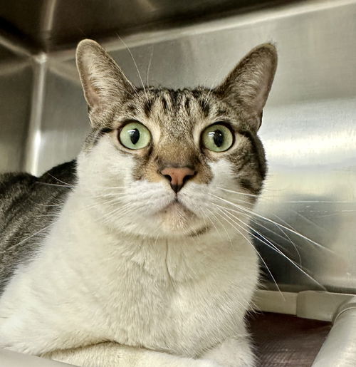 picture of the cat needing adoption