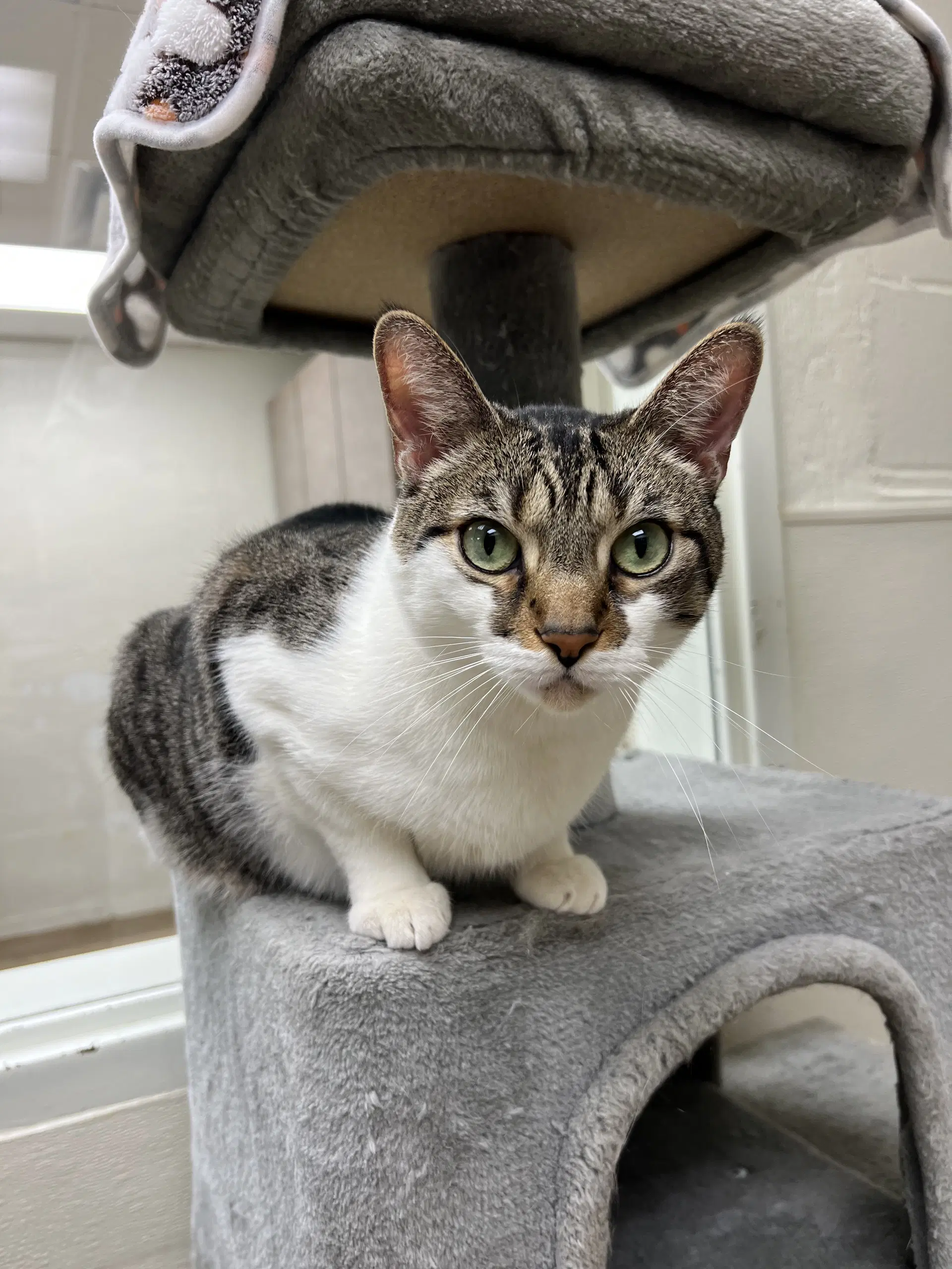 Maro - Domestic Short Hair