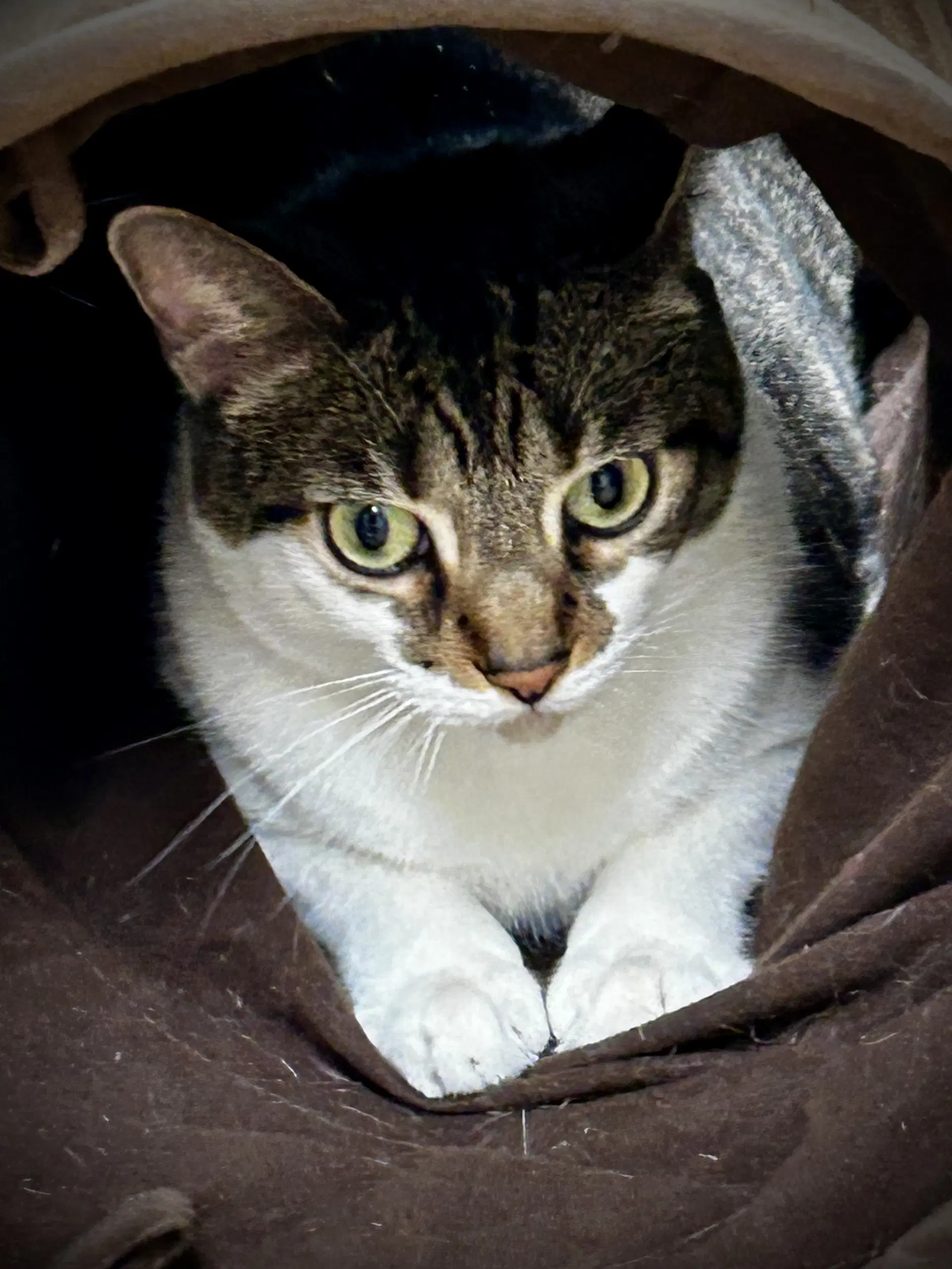 Maro image 4