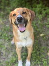 adoptable Dog in  named Victor